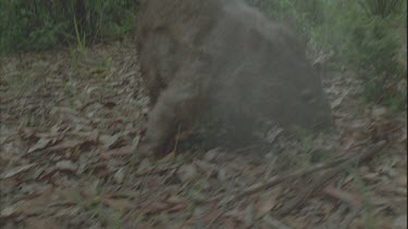 wombat wanders through bush straight to camera