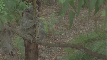 wombat wanders through bush in BG koala in tree in FG