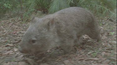 wombat wanders through bush