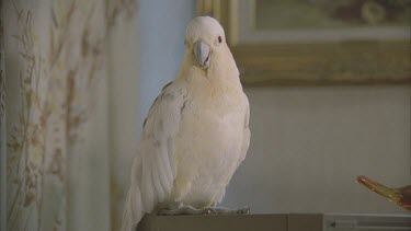 Cockatoo perched on table