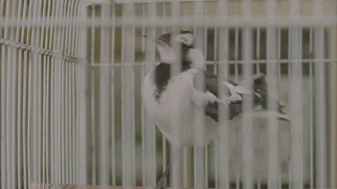 Magpie Lark in cage