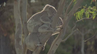 mother with baby on back climbs tree