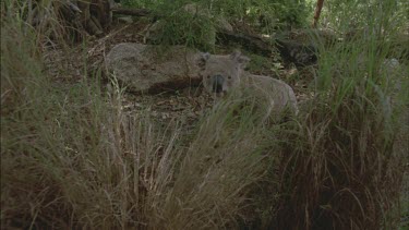 koala walks across ground