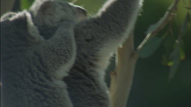 cub is climbing with mother goes off by itself.