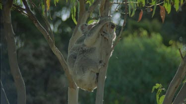 cub is climbing with mother goes off by itself.
