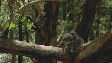 Mum and young cub are sitting in the eucalypt.