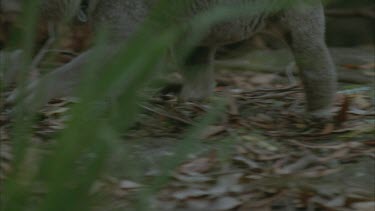 radio collar koala