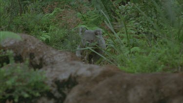 radio collar koala