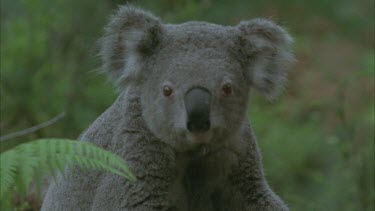 radio collar koala