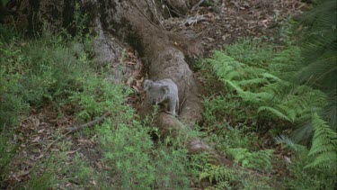 radio collar koala