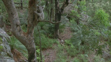 radio collar koala