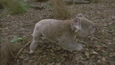 koala walks across ground