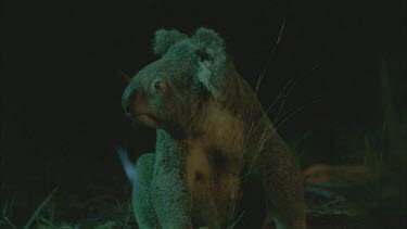 koala walks across ground