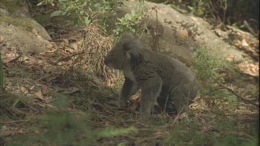 koala walks across ground