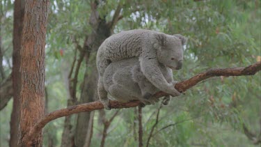one koala climbs over top of other one