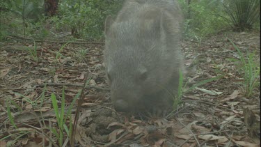 wombat wanders through bush