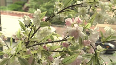 Pink blossoms on a tree branch