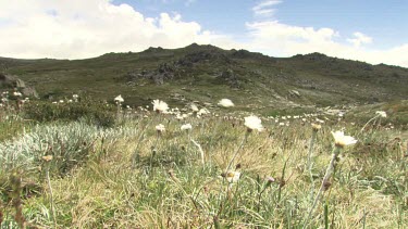 White wildflowers blowing in the Australian Alps