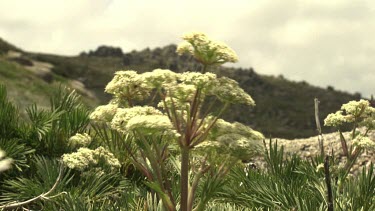 Queen Anne's Lace and white wildflowers in the Australian Alps