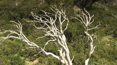 Bleached white branches in a lush forest