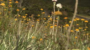 Yellow wildflowers blowing in the Australian Alps