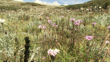 Field of white and purple wildflowers blowing in the Australian Alps