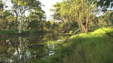 Tranquil river banked by sunlit trees
