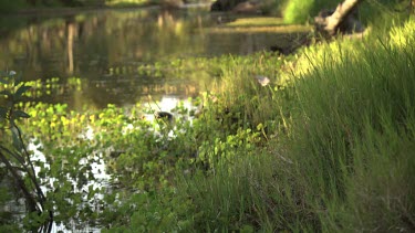 Tranquil river banked by sunlit trees