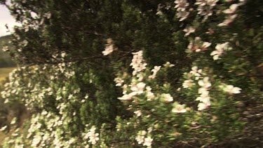 White flowers on a bush