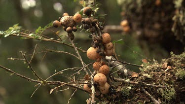 Close up of orange fungi and moss on a branch