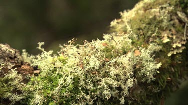 Close up of orange fungi and moss on a branch