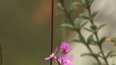 Close up of a long-stemmed pink wildflower