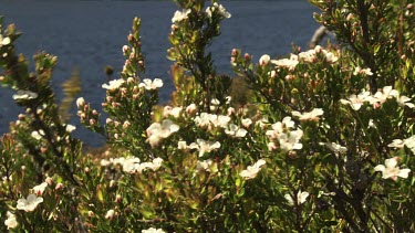 White wildflowers at the edge of a lake