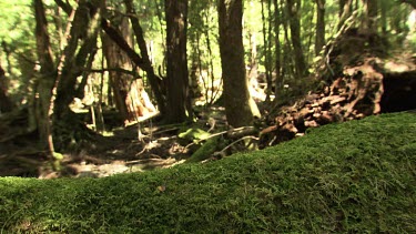 Mossy trees in a lush, sunlit forest