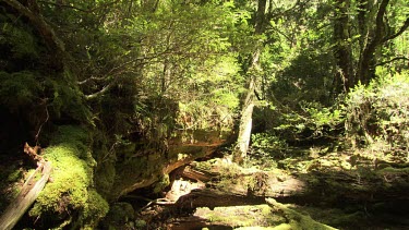 Mossy trees in a lush, sunlit forest