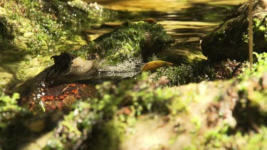 Mossy rocks in a shallow creek