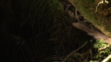 Delicate spiderweb on a moss-covered tree