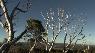 Bare, bleached trees in a mountain landscape