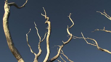 Bare, bleached trees against a blue sky