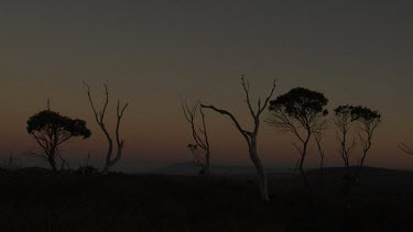 Trees silhouetted at twilight