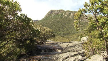 Trees around a babbling creek