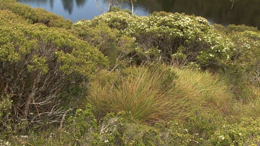 Lush vegetation around a blue lake