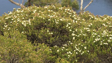 White wildflowers and vegetation at the edge of a lake