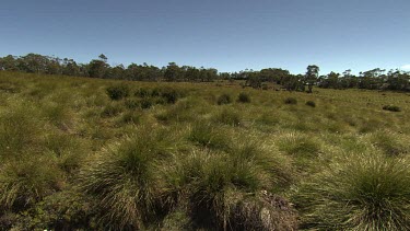 Tall grass in a field