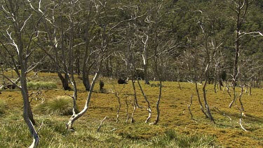 Bare, bleached trees in a field