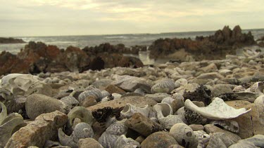 Grey shells and pebbles on the shore
