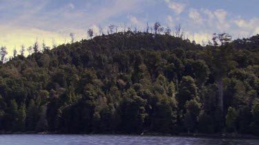 Lush forest on the edge of a river