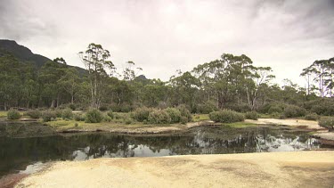 Trees along the edge of a tranquil river