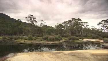 Trees along the edge of a tranquil river