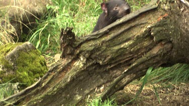 Tasmanian Devil rooting around by tree roots